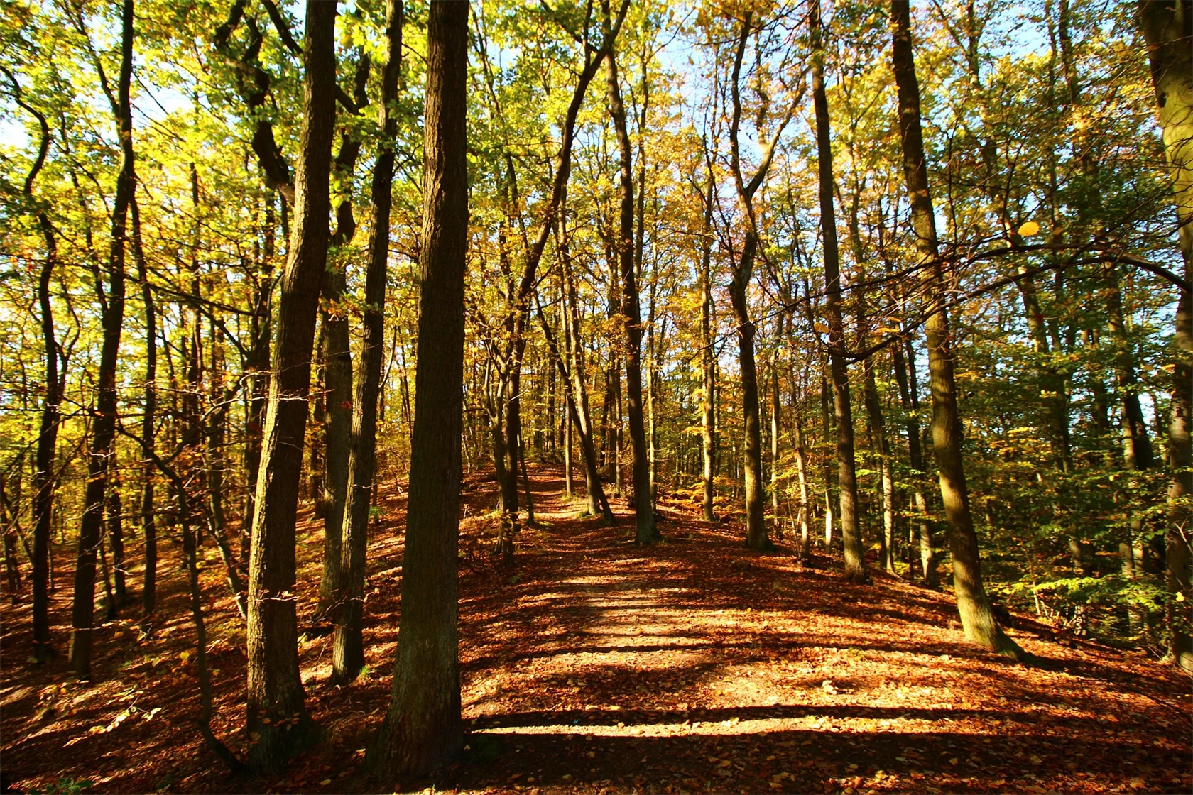 Skog i Polen.