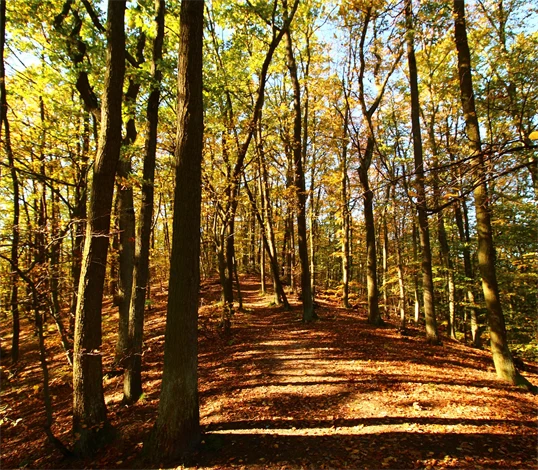 Skog i Polen.