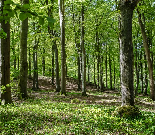 Bokskog i Skåne.